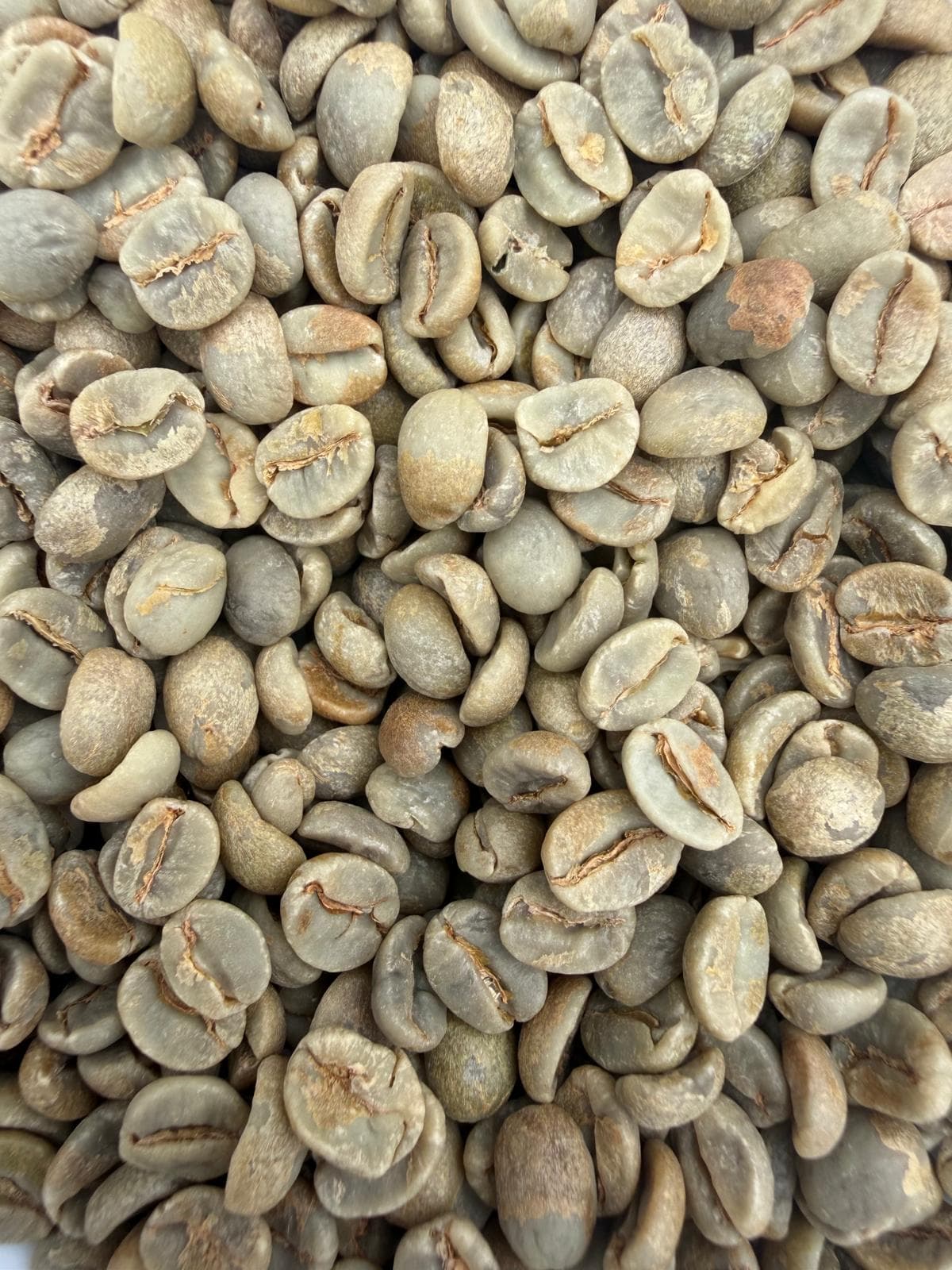 Green Catuaí and Icatu beans from the Andrade family estates, ready for export
