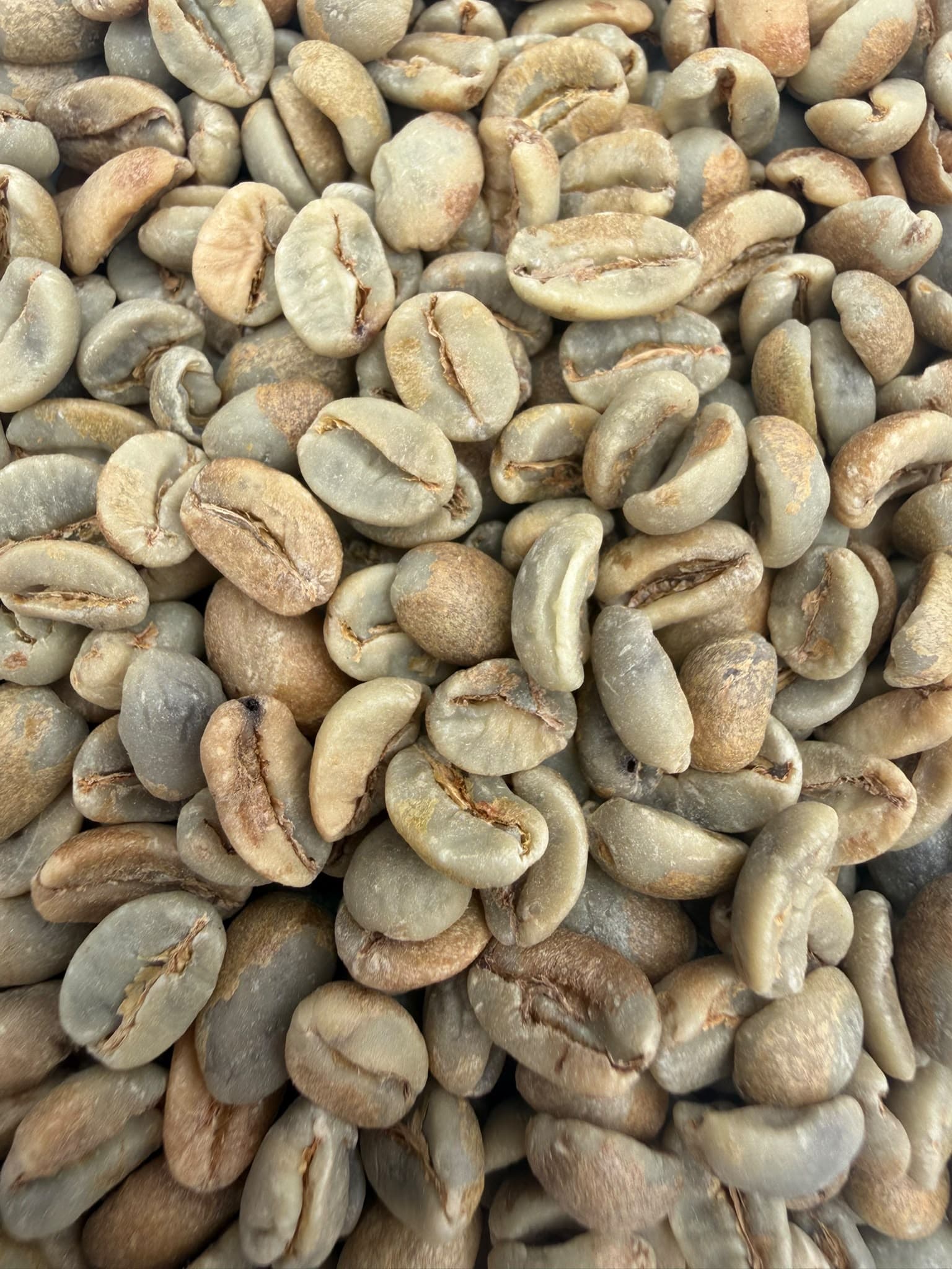 Green Paraíso beans from Fazenda Capim Branco, ready for export