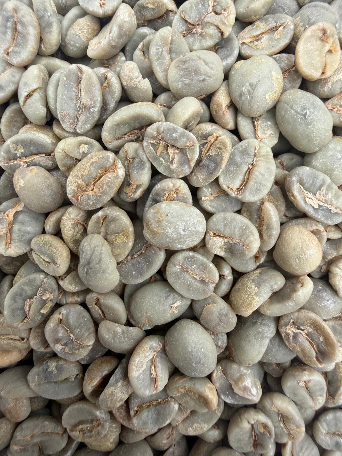 Green Yellow Icatu beans from Fazenda São Silvestre, ready for export